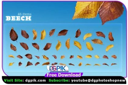 Autumn Leaves Rain Beech PNG Layers