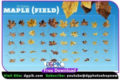 Autumn Leaves Rain Maple PNG Layers